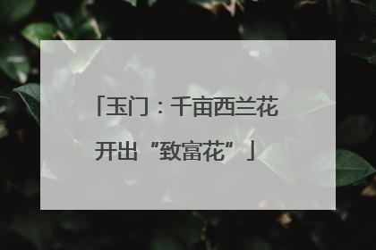 玉门:千亩西兰花开出“致富花”