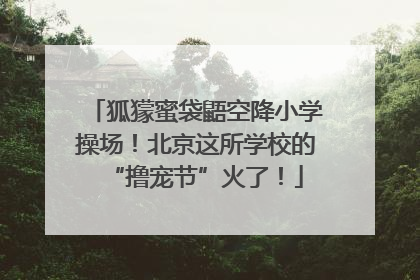 狐獴蜜袋鼯空降小学操场！北京这所学校的“撸宠节”火了！