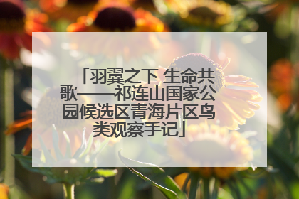 羽翼之下 生命共歌——祁连山国家公园候选区青海片区鸟类观察手记