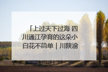 上过天下过海 四川通江孕育的这朵小白花不简单｜川陕渝网络名人巴中行