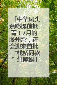 中华凤头燕鸥提前抵青！7月的胶州湾，还会迎来首批“栈桥同款”红嘴鸥