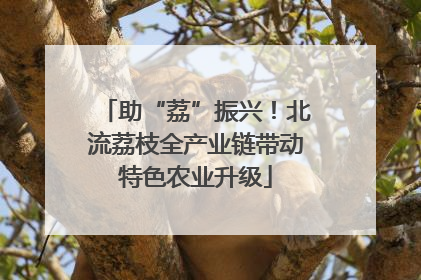 助“荔”振兴！北流荔枝全产业链带动特色农业升级