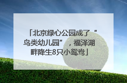 北京绿心公园成了“鸟类幼儿园”，福泽湖畔降生8只小鸳鸯