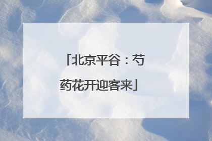 北京平谷：芍药花开迎客来