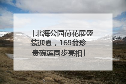 北海公园荷花展盛装迎夏，169盆珍贵碗莲同步亮相