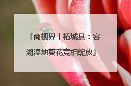 商视界丨柘城县：容湖湿地葵花竞相绽放