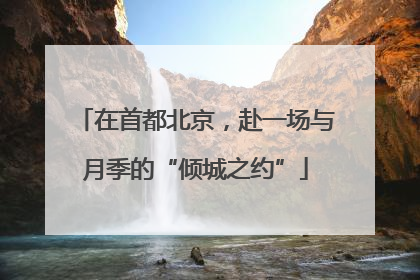在首都北京，赴一场与月季的“倾城之约”