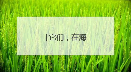 它们，在海南生机无限