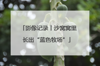 影像记录丨沙窝窝里长出“蓝色牧场”