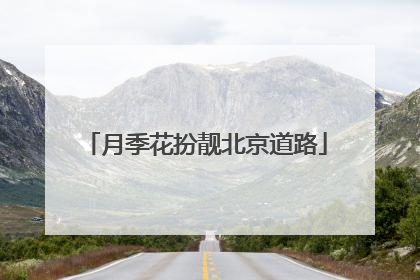 月季花扮靓北京道路
