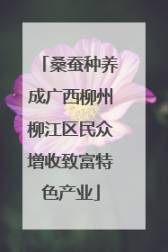 桑蚕种养成广西柳州柳江区民众增收致富特色产业