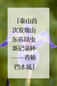 泰山首次发现山东省昆虫新记录种——香椿巴木虱
