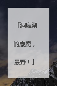 洞庭湖的麋鹿，最野！