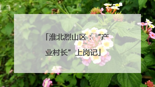 淮北烈山区：“产业村长”上岗记