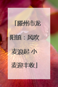 滕州市龙阳镇：风吹麦浪起 小麦迎丰收