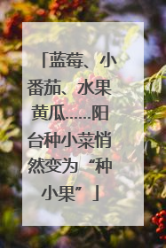 蓝莓、小番茄、水果黄瓜……阳台种小菜悄然变为“种小果”