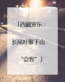 西藏亚东：长尾叶猴下山“会客”