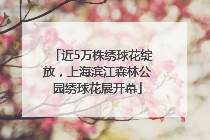 近5万株绣球花绽放，上海滨江森林公园绣球花展开幕