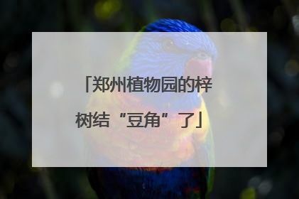 郑州植物园的梓树结“豆角”了