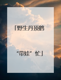 野生丹顶鹤“带娃”忙