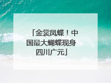 金裳凤蝶！中国最大蝴蝶现身四川广元