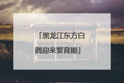 黑龙江东方白鹳迎来繁育期